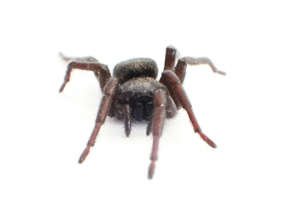 Czarny pająk na białym. Koncepcja dzikiej przyrody i przyrody — Zdjęcie stockowe