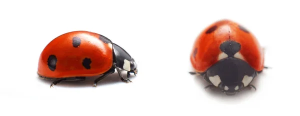 Coccinelle isolée sur fond blanc. Concept faune et nature — Photo