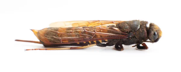 Hembra de la avispa gigante de madera Urocerus gigas sobre fondo blanco —  Fotos de Stock