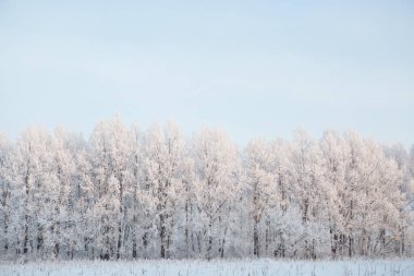 Çıplak huş ağacı dalları kar ve donla kaplıdır. Mavi gökyüzüne karşı beyaz ışık bulutlarıyla.
