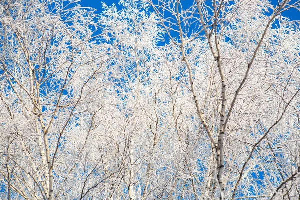 Gefrorene Birke am blauen Winterhimmel an einem sonnigen Wintertag — Stockfoto