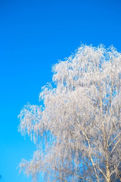 Śnieg pokryte zimą brzoza drzewa szczyty błękitne niebo — Zdjęcie stockowe