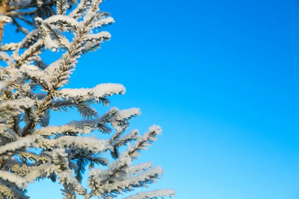 冷杉的树梢和树冠，在蓝天的映衬下被雪覆盖，在森林的天空背景下被冰冻的云杉 — 图库照片