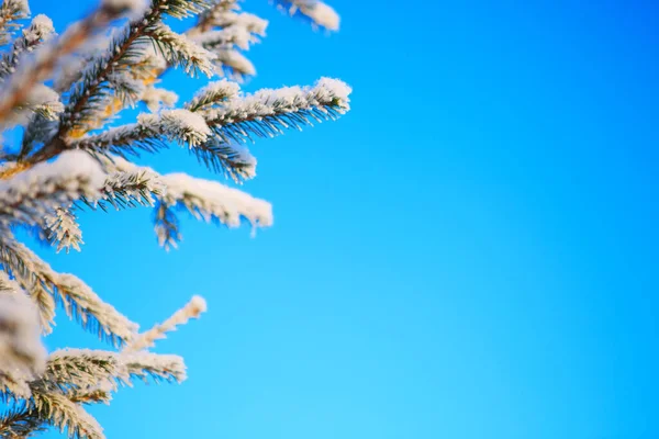 クリスマスのモミの枝と青空にコーン — ストック写真