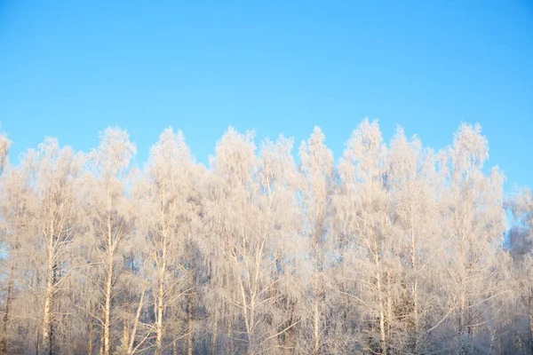 Vorst overdekte berkenboom tegen blauwe lucht — Stockfoto