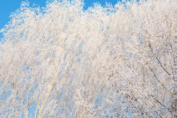 Branches de bouleau neigeux en hiver contre le ciel — Photo