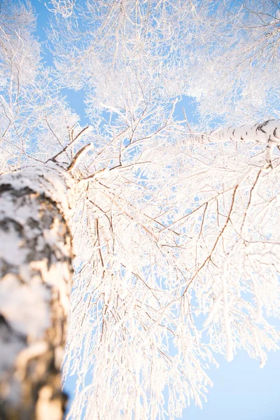 Bouleau couvert de neige branches vue sur ciel bleu — Photo