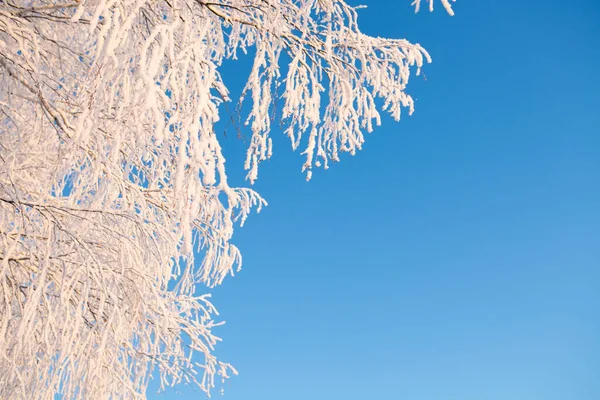 青い空に雪に覆われた白樺の木。冬景色 — ストック写真