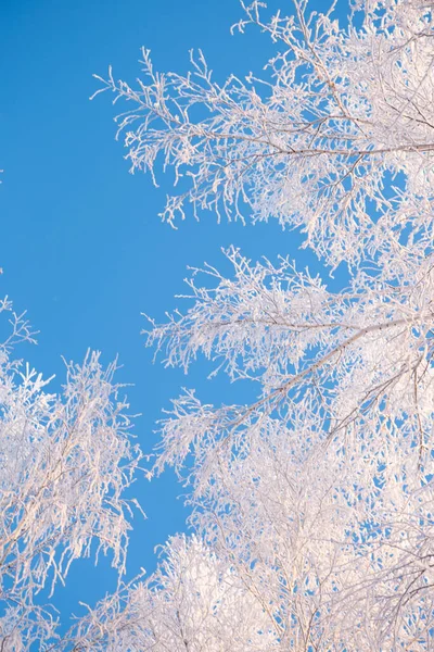 Arbres gelés dans le ciel de la forêt, branches d'arbres couvertes de givre blanc — Photo