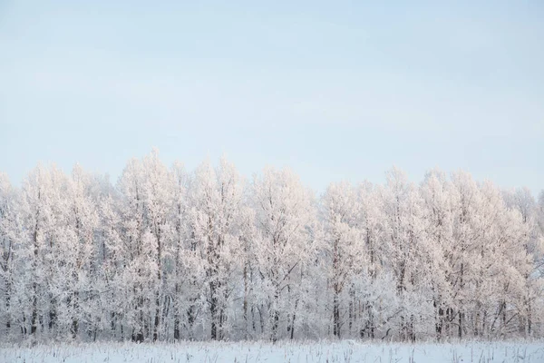 白云覆盖着白雪覆盖的白桦树枝干，蓝天覆盖着霜冻 — 图库照片