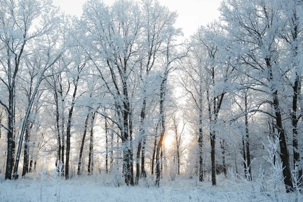 冬季阴天白雪覆盖的树枝 — 图库照片
