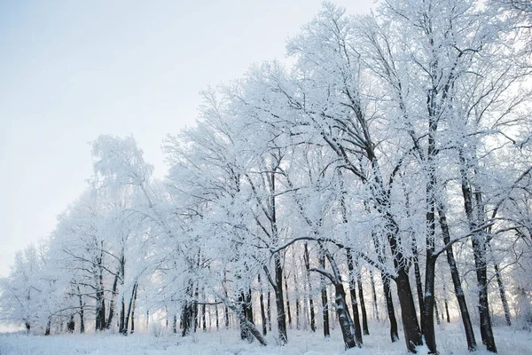 Téli táj a városi parkban egy felhős napon. Hóval borított faágak egy téli felhős napon — Stock Fotó