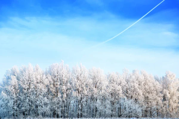 Tons de árvore cobertos de neve contra um céu azul em um dia ensolarado — Fotografia de Stock