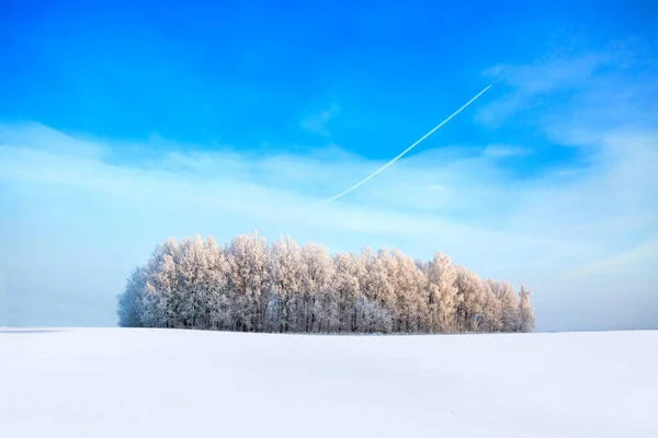Mavi gökyüzüne karşı karla kaplı huş ağaçları. Kış manzarası — Stok fotoğraf