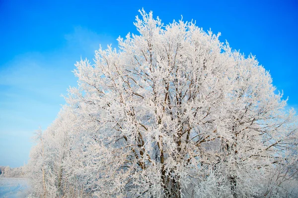 Kar ve buz kaplı ağaç dalları mavi gökyüzüne karşı — Stok fotoğraf