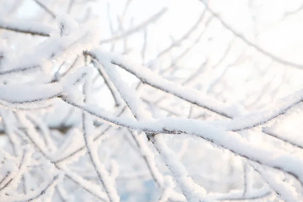 氷嵐の後に氷に覆われた枝の写真 — ストック写真