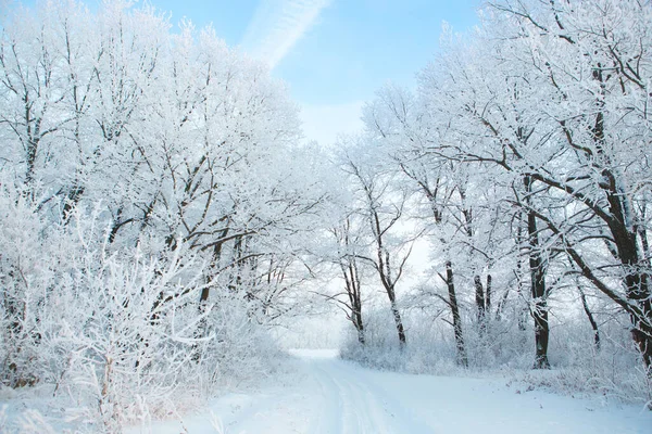 冬天的早晨在山上。蓝天映衬着白雪覆盖的树枝 — 图库照片