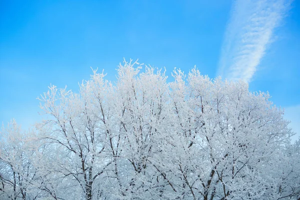 Branches d'arbres secs recouvertes de neige contre le ciel — Photo