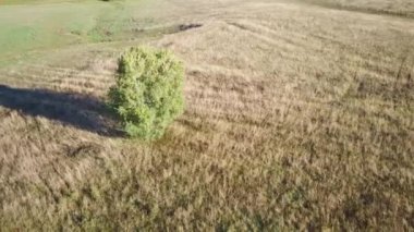 Sonbaharda günbatımında bir ağaç ve çimlerin üzerinde uçan hava videosu