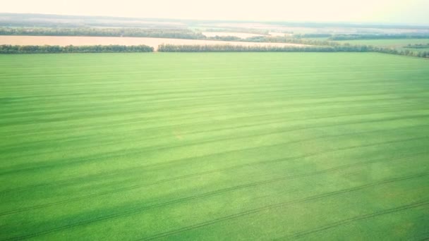 Vídeo aéreo voando sobre campo de grama verde durante o pôr do sol na primavera — Vídeo de Stock