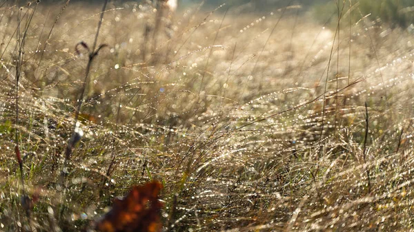 Сухая осенняя трава с капельками росы утром — стоковое фото