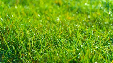 Çiyli yeşil çimenler Sabah şafak sökerken