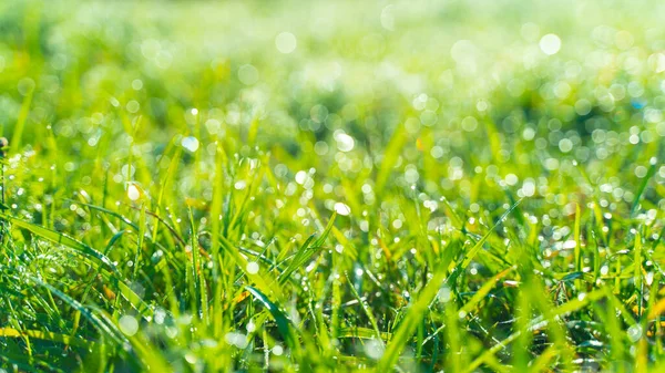 Grama verde com gotas de orvalho pela manhã ao nascer do sol — Fotografia de Stock