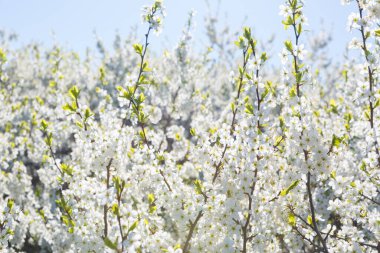 İlkbaharda kiraz çiçekleri açar.