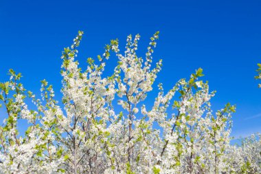 İlkbaharda kiraz çiçekleri açar.