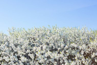 İlkbaharda kiraz çiçekleri açar.
