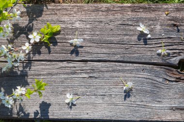 Beyaz sakura çiçekleri olan ahşap bir arka plan. Üst görünüm