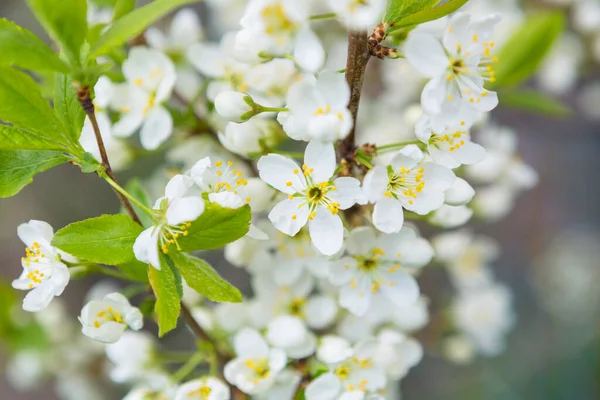 Körsbärsträd i blom. Närbild av fågeln med selektivt fokus — Stockfoto