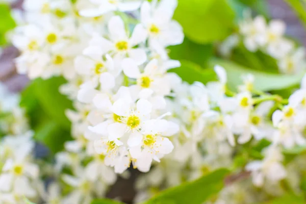 Cherry tree in blossom. Bird cherry closeup with selective focus — Stock Photo, Image