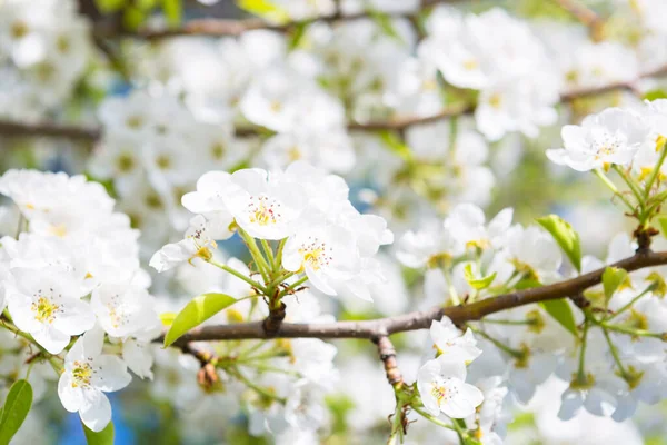 Blommor av körsbär blommar pÃ ¥en vÃ ¥r — Stockfoto