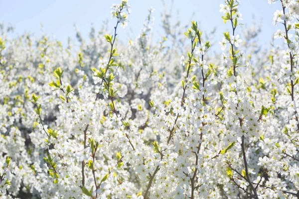 İlkbaharda kiraz çiçekleri açar.