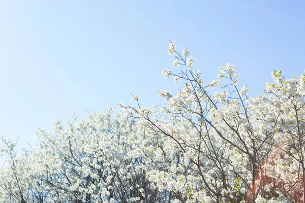Kwiaty wiśni kwitną na wiosnę — Zdjęcie stockowe