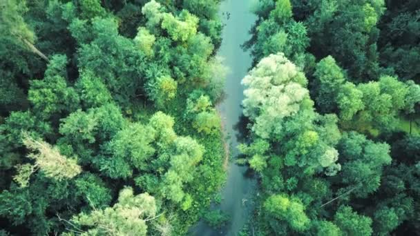 Відеозапис повітряного безпілотника маленької річки в горах. Повітряне відео . — стокове відео
