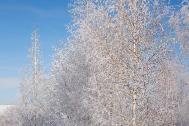 Donmuş ağaçlar ve dallar. Güzel beyaz kış