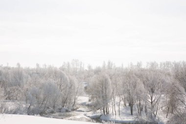 Donmuş ağaçlar ve dallar. Güzel beyaz kış