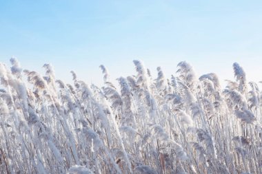 Donmuş ağaçlar ve dallar. Güzel beyaz kış