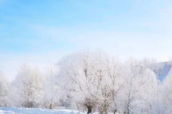 Frozen trees and branches . Beautiful white winter — Stock Photo, Image