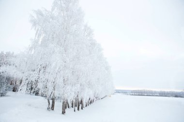 Donmuş ağaçlar ve dallar. Güzel beyaz kış