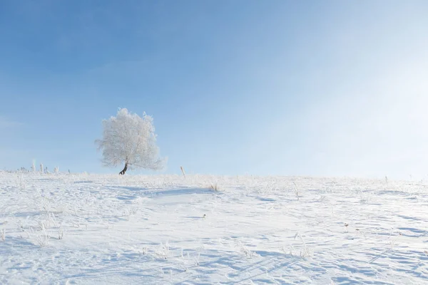Donmuş ağaçlar ve dallar. Güzel beyaz kış — Stok fotoğraf