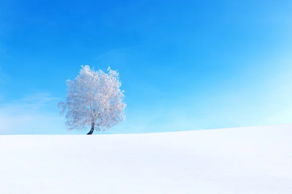 Donmuş ağaçlar ve dallar. Güzel beyaz kış — Stok fotoğraf