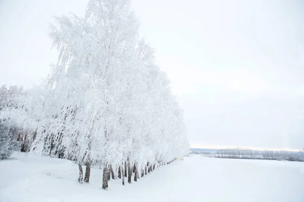 冻结的树木和树枝。美丽的白色冬天 — 图库照片