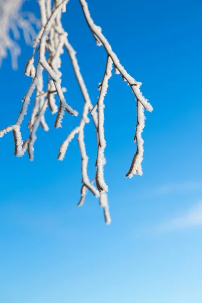 雪と霜に覆われた木々と冬の森 — ストック写真