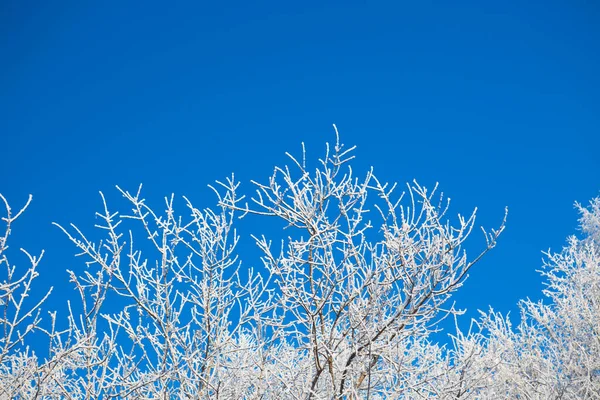 冬季森林，树木被冰雪覆盖 — 图库照片