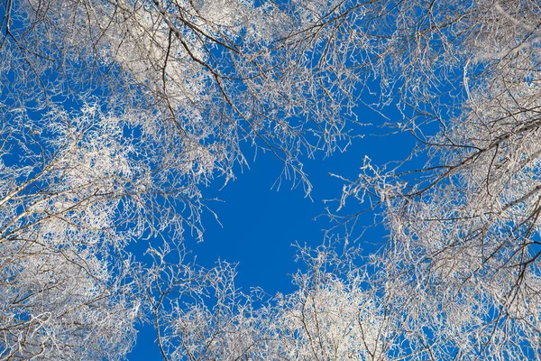 Forêt d'hiver avec arbres couverts de neige et de gel — Photo