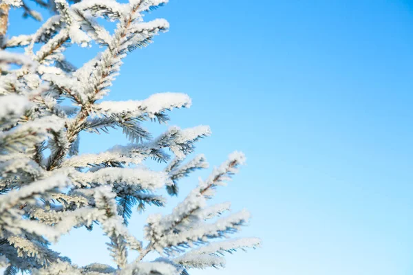 雪と霜に覆われた木々と冬の森 — ストック写真