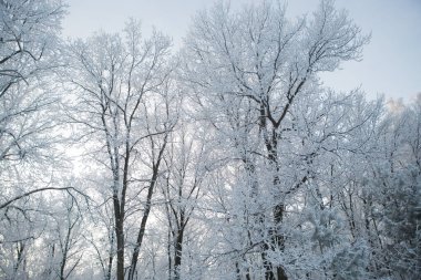 Karla kaplı ağaçlarla kaplı kış ormanı